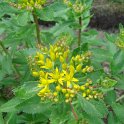 Sedum aizoon fleur
